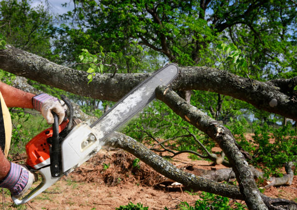 How Our Tree Care Process Works  in  Elwood, UT